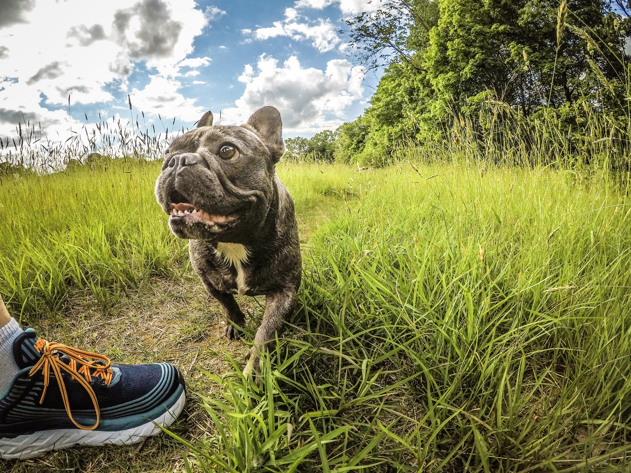 Throw the ball ya big dummy!